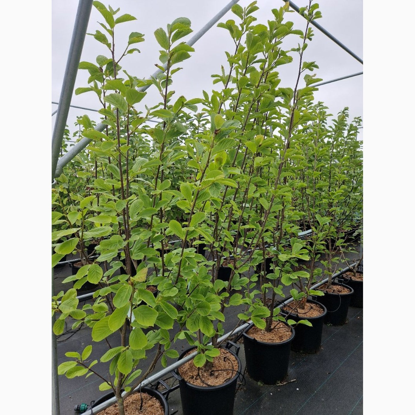 Magnolia – Magnolia denudata - C35 175-200 CM